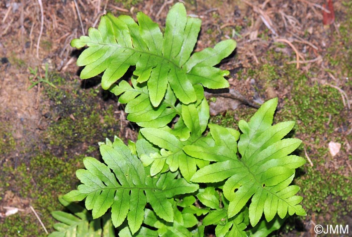 Polypodium cambricum