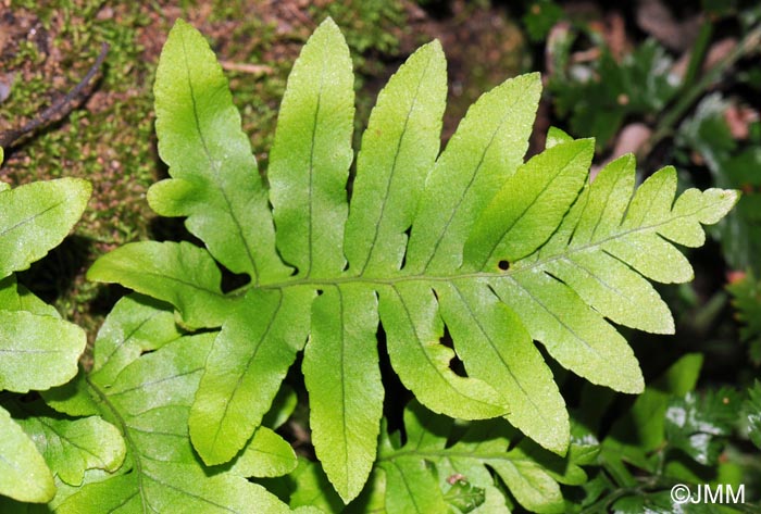 Polypodium cambricum