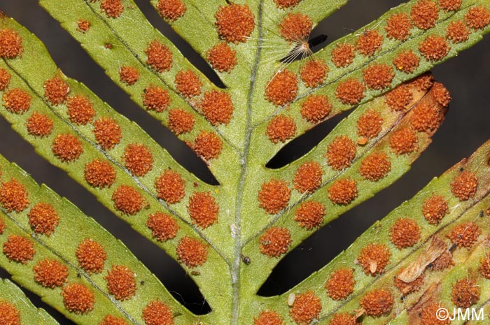 Polypodium cambricum