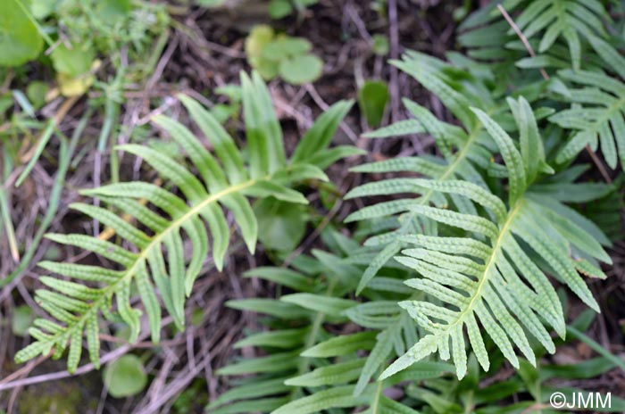 Polypodium cambricum