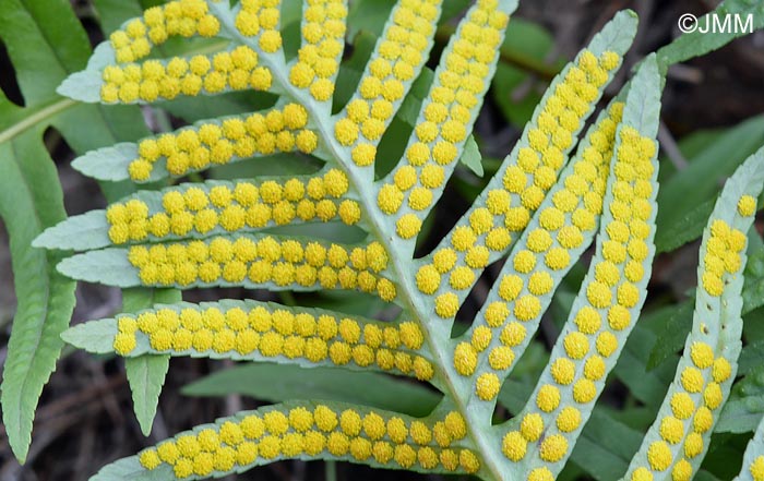 Polypodium cambricum