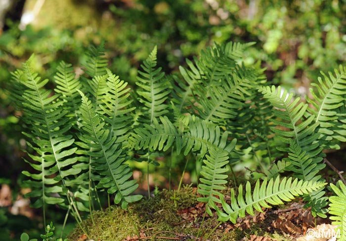 Polypodium interjectum