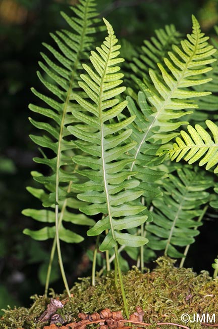 Polypodium interjectum