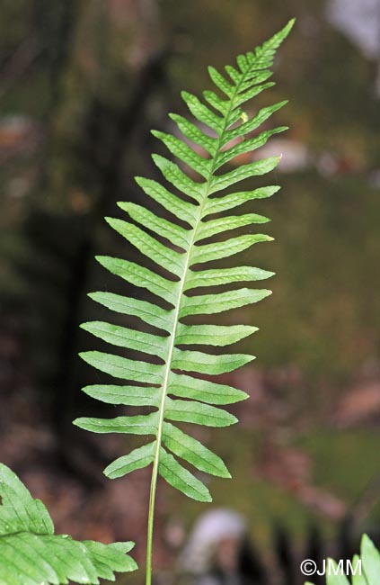 Polypodium interjectum