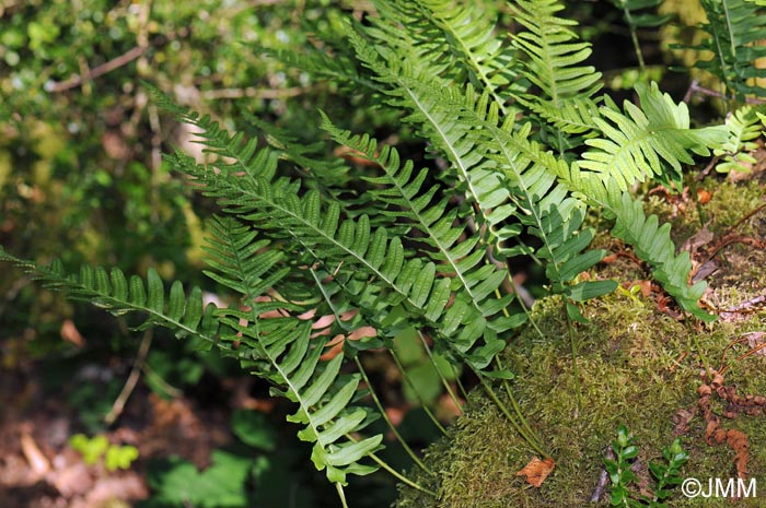 Polypodium interjectum