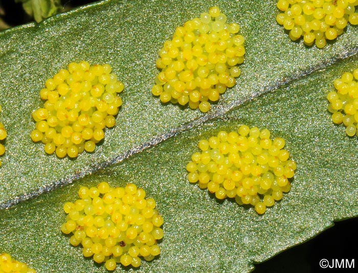 Polypodium interjectum  : sores et sporanges