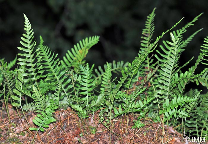 Polypodium vulgare