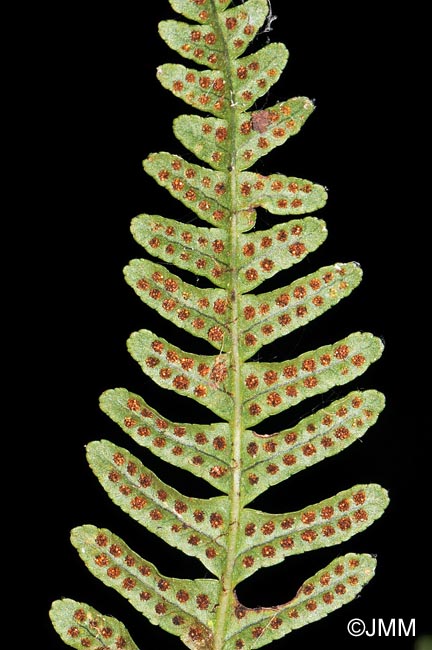 Polypodium vulgare