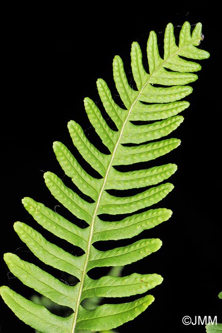 Polypodium vulgare