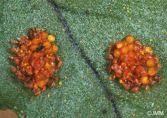 Polypodium vulgare : sores et sporanges
