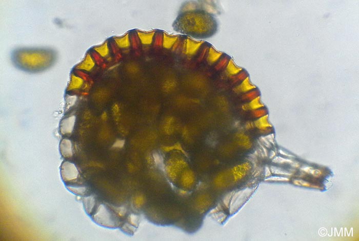 Polypodium vulgare : détail d'un sporange