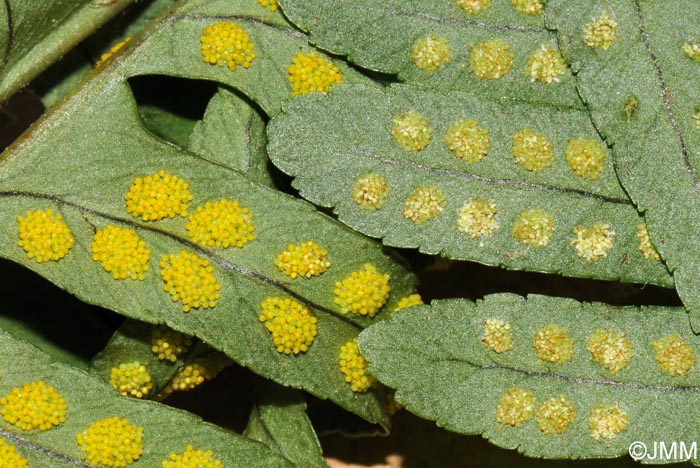 Polypodium interjectum (g) et Polypodium vulgare (d)