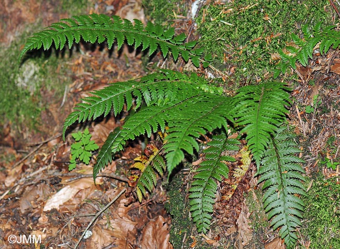 Polystichum aculeatum