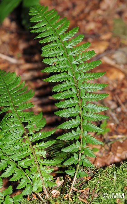 Polystichum aculeatum