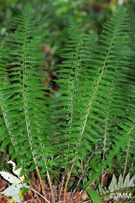 Polystichum aculeatum