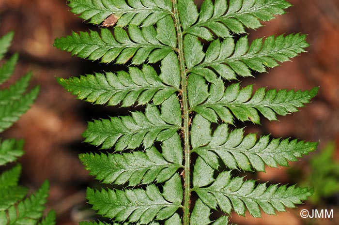 Polystichum aculeatum