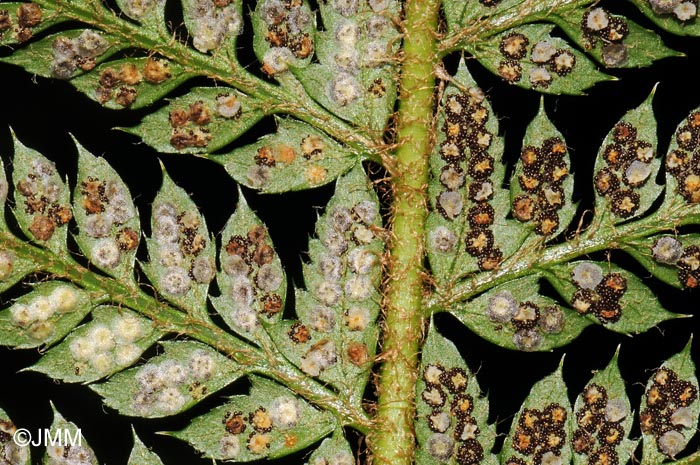 Polystichum aculeatum