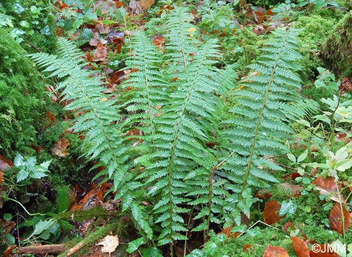 Polystichum aculeatum