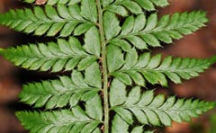 Polystichum aculeatum