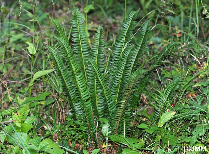 Polystichum lonchitis