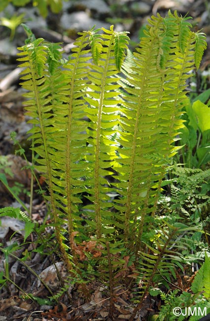 Polystichum lonchitis