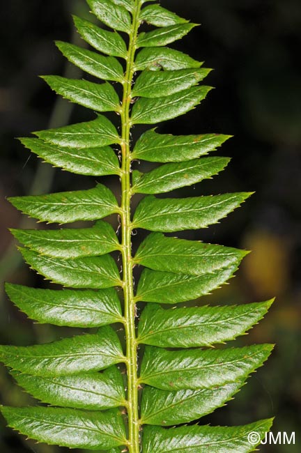 Polystichum lonchitis