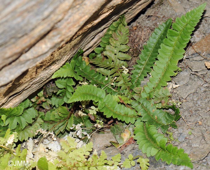 Polystichum lonchitis