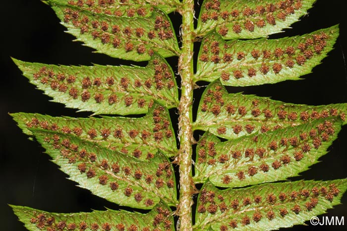 Polystichum lonchitis