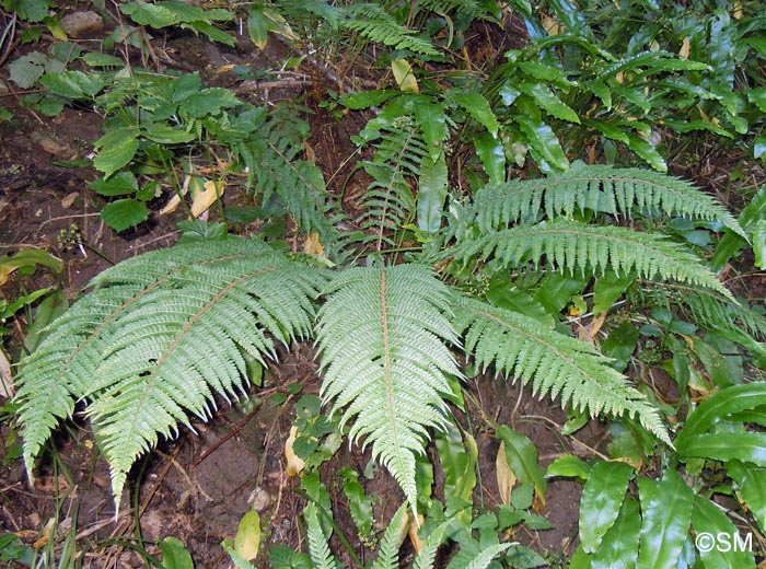 Polystichum setiferum