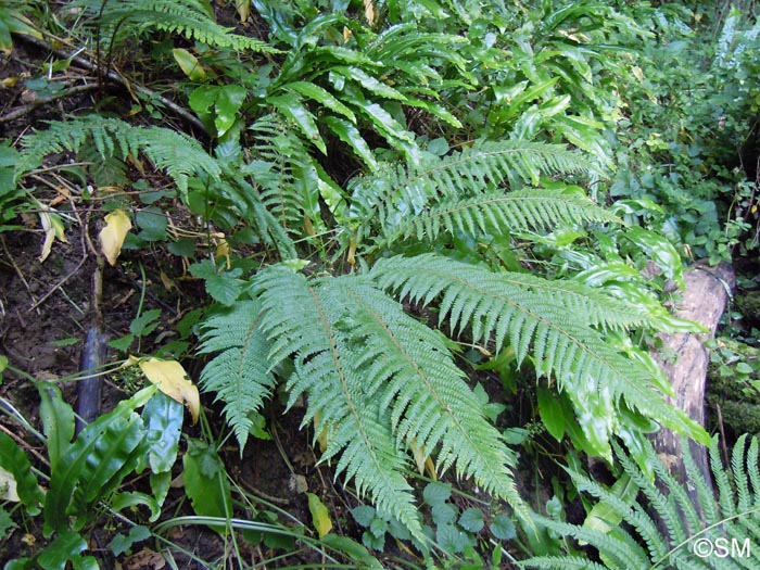 Polystichum setiferum