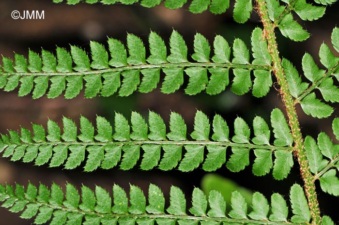 Polystichum setiferum