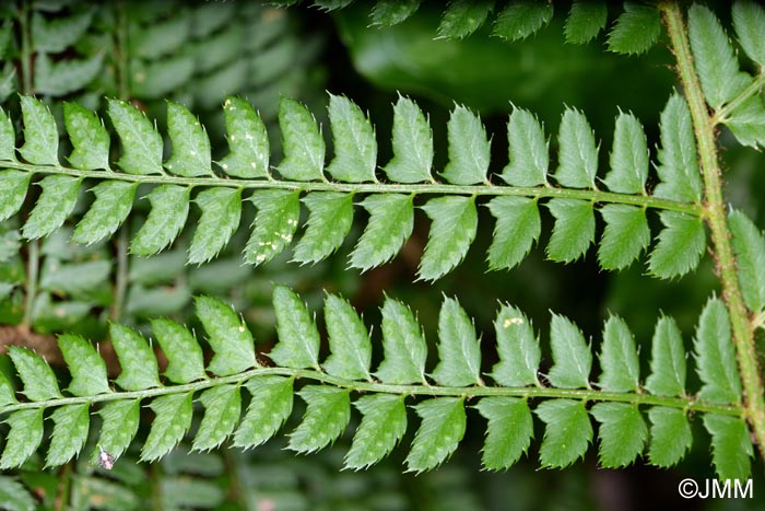 Polystichum setiferum