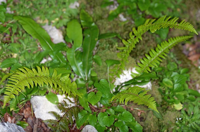 Polystichum aculeatum x Polystichum lonchitis = Polystichum x illyricum