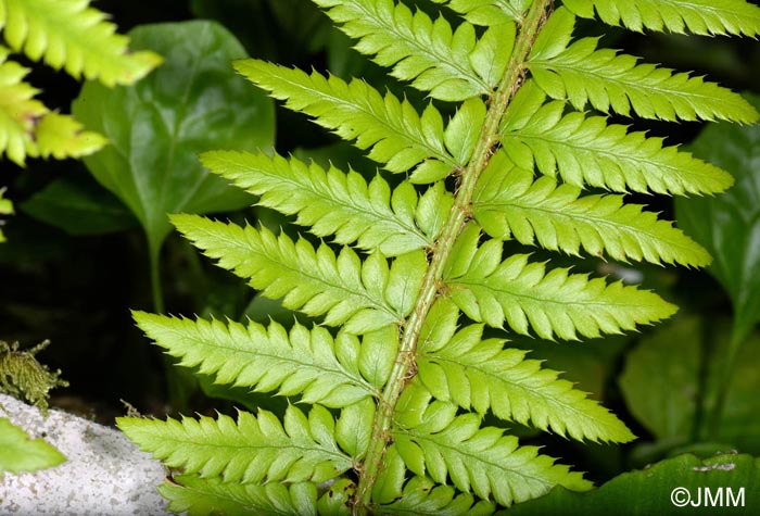 Polystichum aculeatum x Polystichum lonchitis = Polystichum x illyricum