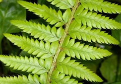 Polystichum x illyricum