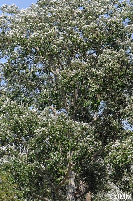 Populus alba