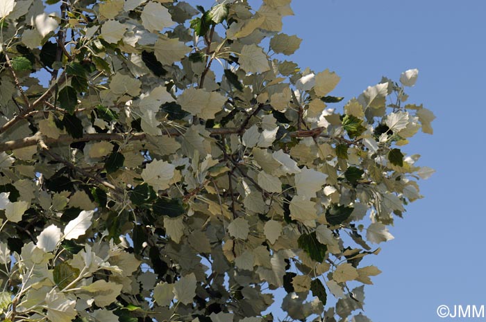 Populus alba