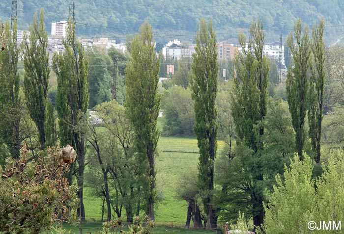 Populus nigra var. italica