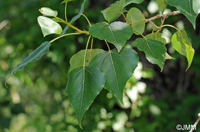 Populus nigra