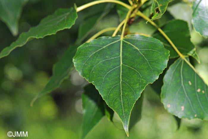 Populus nigra