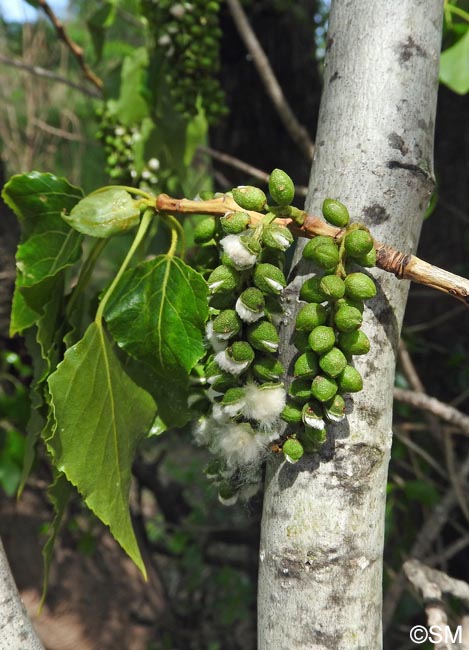 Populus nigra