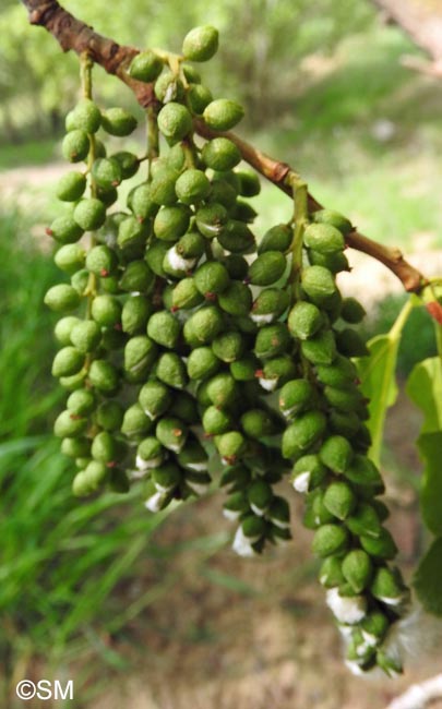 Populus nigra