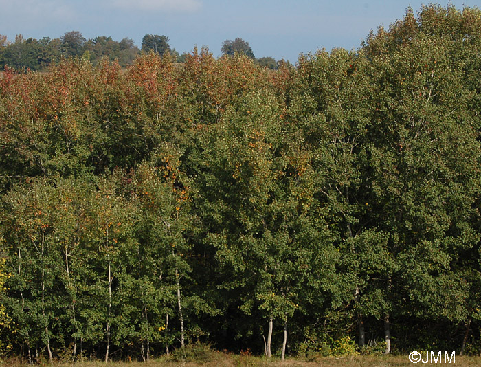 Populus tremula