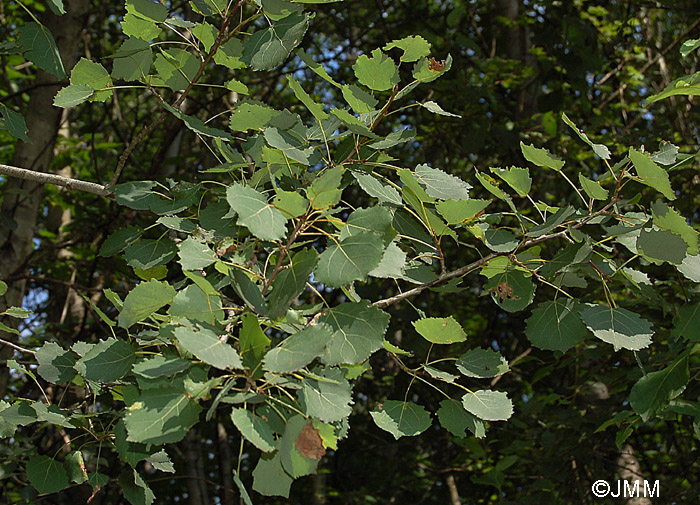 Populus tremula