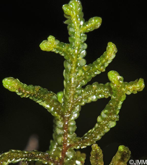 Porella platyphylla