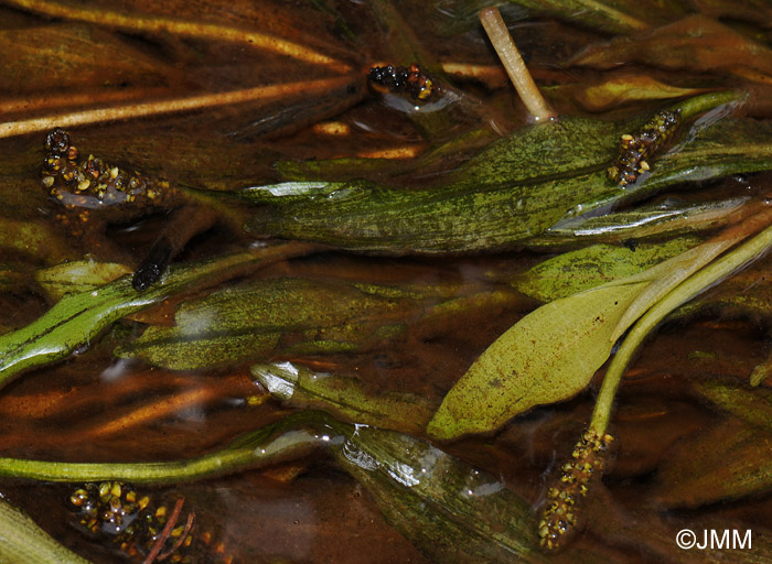 Potamogeton alpinus