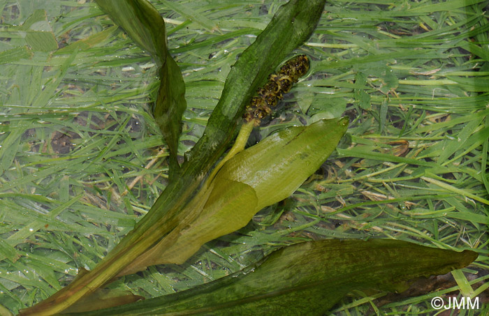 Potamogeton alpinus