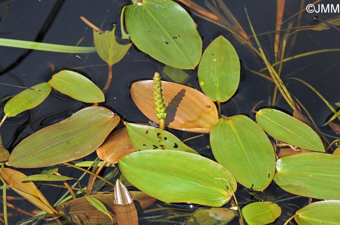 Potamogeton natans