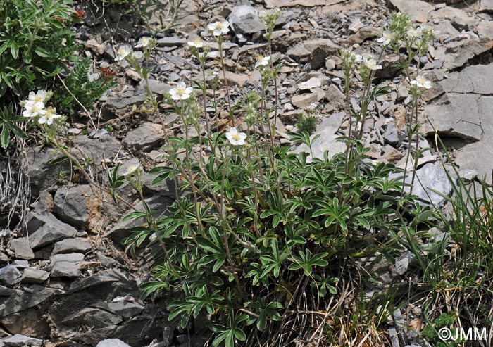 Potentilla alchimilloides = Potentilla alchemilloides