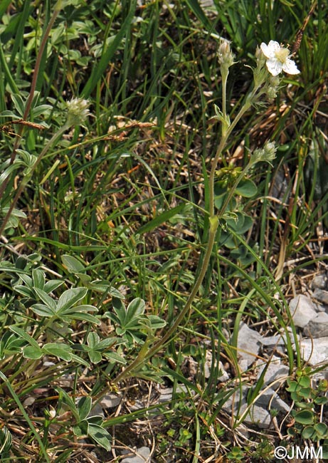 Potentilla alchimilloides = Potentilla alchemilloides